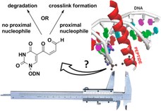 Toxicity Inspired Cross-Linking for Probing DNA–Peptide Interactions
