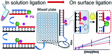 Visible-light triggered templated ligation on surface using furan-modified PNAs