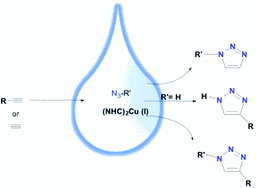 Water-soluble NHC-Cu catalysts applications in click chemistry, bioconjugation and mechanistic analysis
