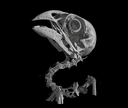 Internal structure of a Darwin's finch