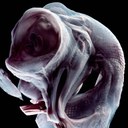 A part of a chicken fetus (Courtesy: evomorph)