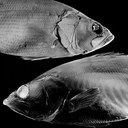 Largemouth bass (Courtesy: evomorph)